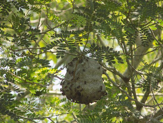 la Reserva de Flora y Fauna de Paco